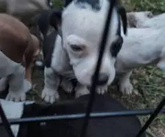 5 Chihuahua blue tri pitbull mix - 3