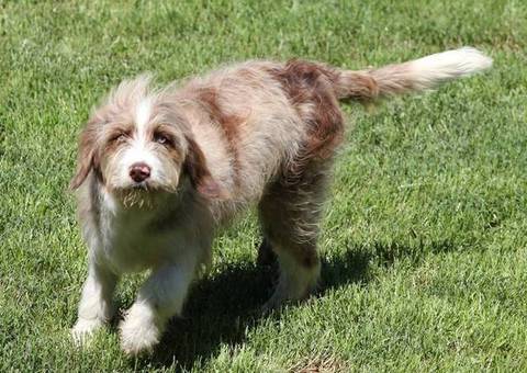4.5 months old Aussiedoodle puppies for adoption
