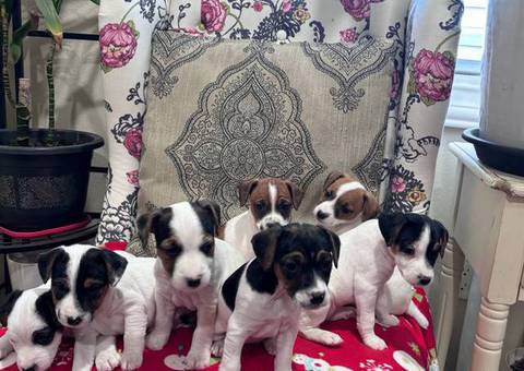 Stunning tri-color Jack Russell puppies for sale