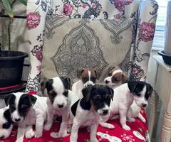 Stunning tri-color Jack Russell puppies for sale