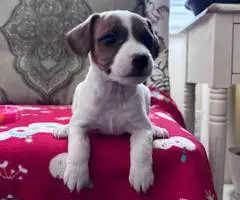 Stunning tri-color Jack Russell puppies for sale - 3
