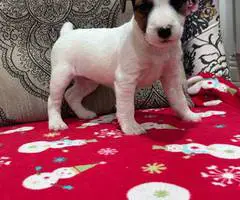 Stunning tri-color Jack Russell puppies for sale - 5