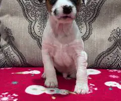 Stunning tri-color Jack Russell puppies for sale - 6