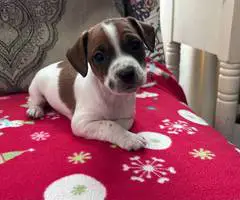 Stunning tri-color Jack Russell puppies for sale - 7