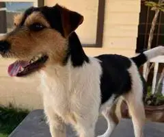 Stunning tri-color Jack Russell puppies for sale - 9