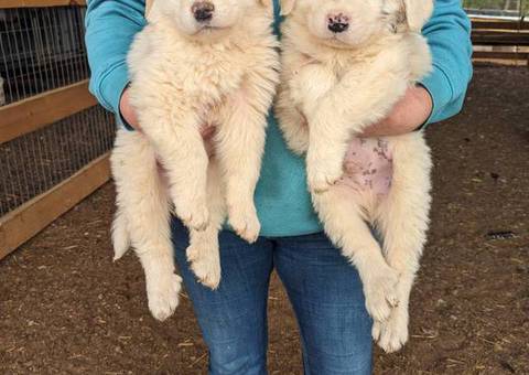 4 purebred Great Pyrenees puppies