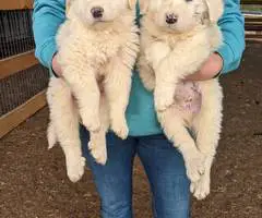 4 purebred Great Pyrenees puppies