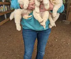 4 purebred Great Pyrenees puppies - 2