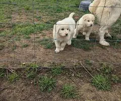 4 purebred Great Pyrenees puppies - 4