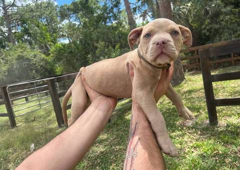 Extra-large bully puppies for sale