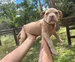 Extra-large bully puppies for sale