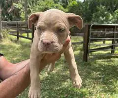 Extra-large bully puppies for sale - 2