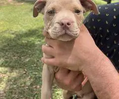 Extra-large bully puppies for sale - 3