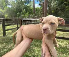 Extra-large bully puppies for sale - 4