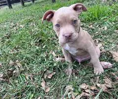 Extra-large bully puppies for sale - 5