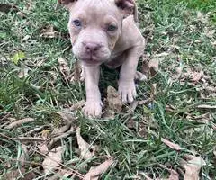 Extra-large bully puppies for sale - 6