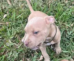 Extra-large bully puppies for sale - 7