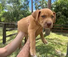 Extra-large bully puppies for sale - 8