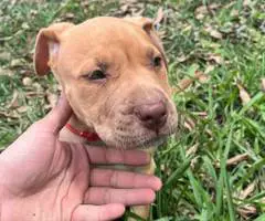 Extra-large bully puppies for sale - 10