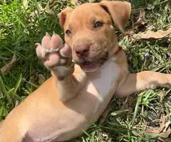 Extra-large bully puppies for sale - 12