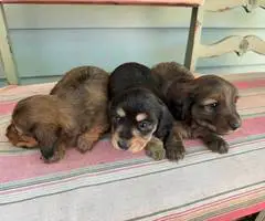 Gorgeous mini dachshund puppies
