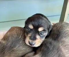 Gorgeous mini dachshund puppies - 2