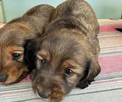 Gorgeous mini dachshund puppies - 3