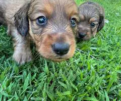Gorgeous mini dachshund puppies - 6