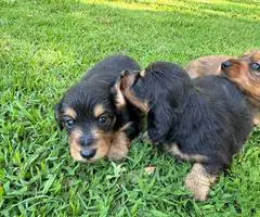 Gorgeous mini dachshund puppies - 7