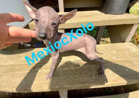 Mexican hairless Xolo puppies