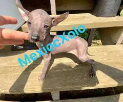 Mexican hairless Xolo puppies - 1