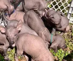 Mexican hairless Xolo puppies - 2