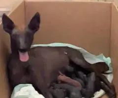 Mexican hairless Xolo puppies - 3