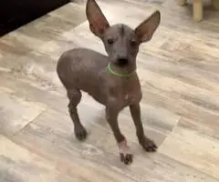 Mexican hairless Xolo puppies - 4
