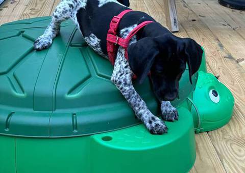 11-week-old Female German Shorthair Pointer puppy