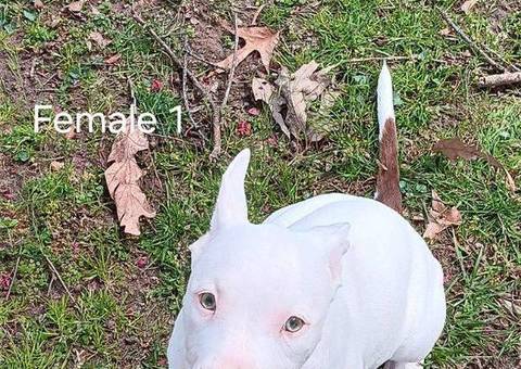 3 playful pitbull puppies