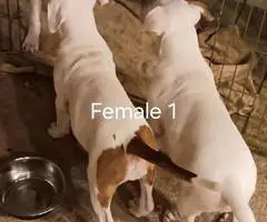 3 playful pitbull puppies - 3