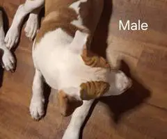 3 playful pitbull puppies - 4