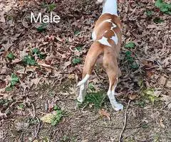 3 playful pitbull puppies - 10