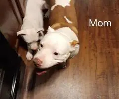 3 playful pitbull puppies - 12