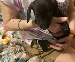 5 Chiweenie puppies looking for home - 4