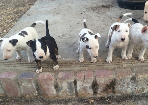 Bull Terrier Puppies Available