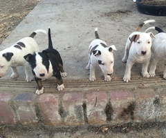Bull Terrier Puppies Available - 1
