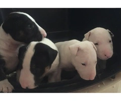 Bull Terrier Puppies Available - 2