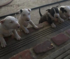 Bull Terrier Puppies Available - 3