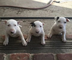 Bull Terrier Puppies Available - 4