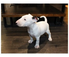 Bull Terrier Puppies Available - 5