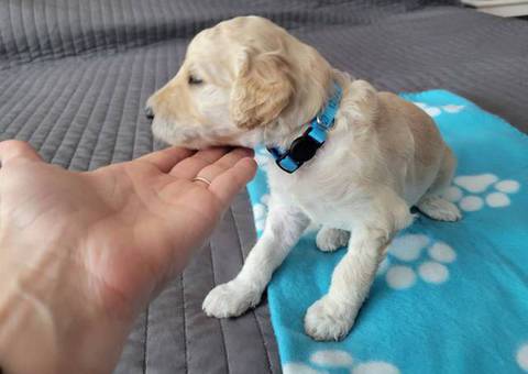 AKC limited Poodle puppies for sale