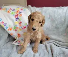 AKC limited Poodle puppies for sale - 6