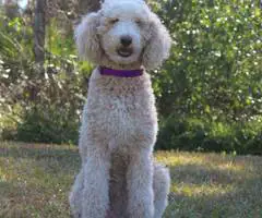 AKC limited Poodle puppies for sale - 11